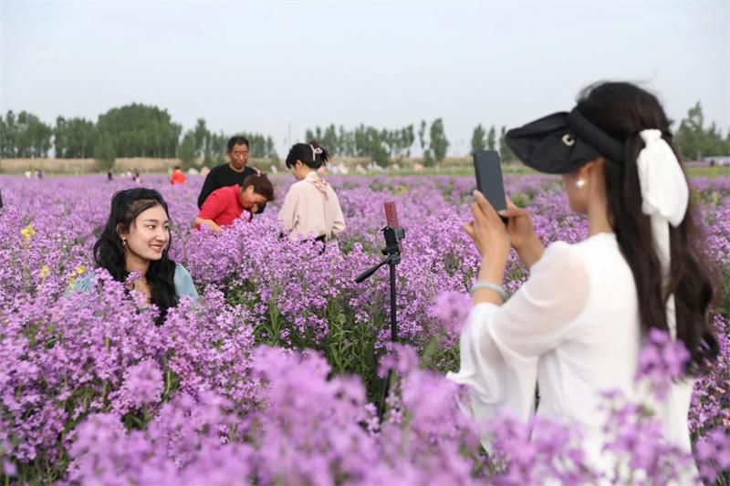 10萬余人次！太極莊首屆紫色油菜花節(jié)收官